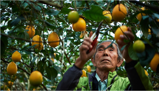 八丈島レモン生産出荷組合 組合長 奥山正孝 さま